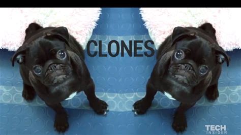 Dog-Cloning Services : cloning services