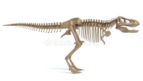 T Rex Skeleton Side View