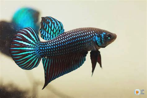 Betta Fish Fungus : Deadly Or Not?