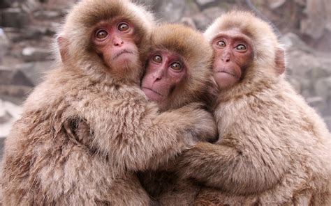 Japanese Macaque wallpapers, Animal, HQ Japanese Macaque pictures | 4K ...