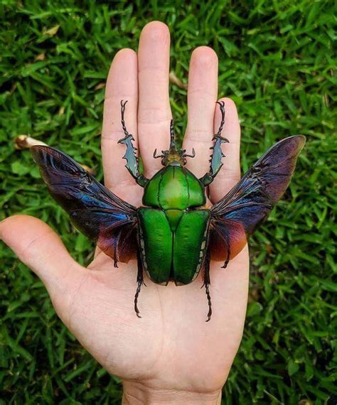 Beautiful World Like This Page · June 10 · Mecynorrhina Torquata - one ...