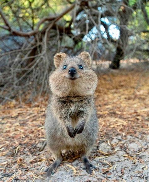 Here's Your Weekly Dose Of Cute! (#36) | Cute animals, Quokka animal ...