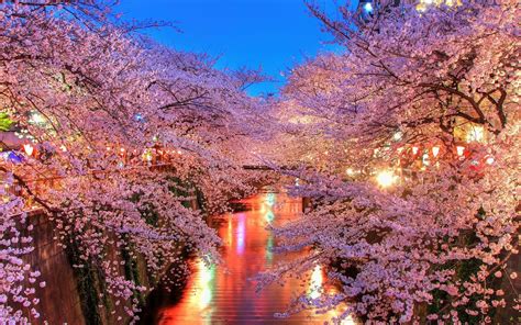 Cherry Blossom Trees, HD Nature, 4k Wallpapers, Images, Backgrounds ...