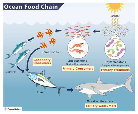 sea animal food web Food chain