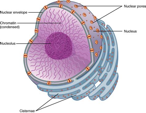 Difference Between Nucleus and Nucleolus | Compare the Difference ...