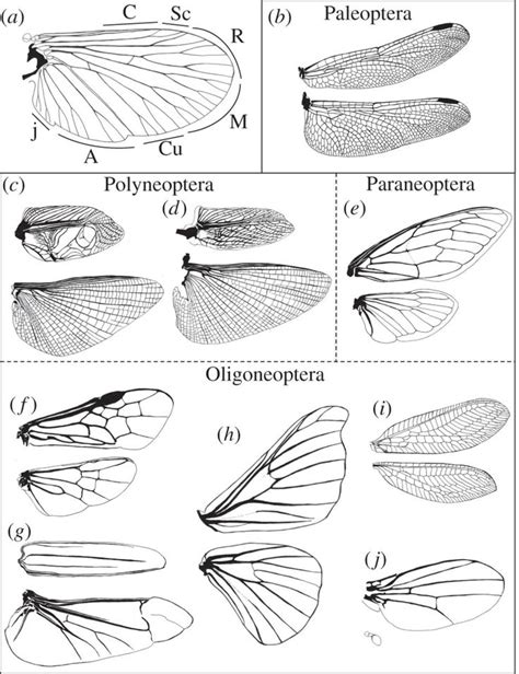 Pin on Insect Images - Voices from he Killing Jar | Insect art, Insect ...