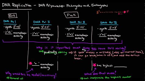 Dna Polymerase 3 Function In Dna Replication - cloudshareinfo