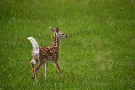 Adorable Baby Deer Playing in a Grass Field 10336459 Stock Photo at ...