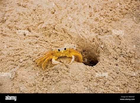 Crab Burrow Stock Photos & Crab Burrow Stock Images - Alamy