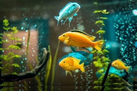 Top 25 Most Popular Freshwater Fish For Beginners - Everything Fishkeeping