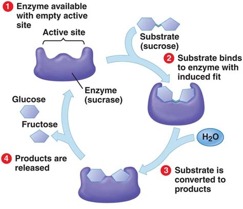 Sucrase Digestive Enzyme – Best Digestive Enzyme