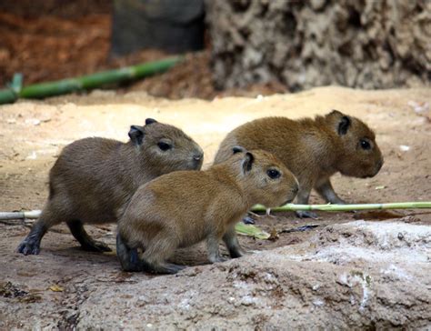 Capybara Facts, Diet, Habitat, Lifespan, as Pets, Pictures