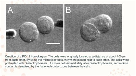 Cell cell hybridization or somatic cell hybridization