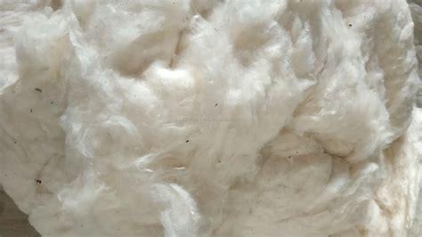 Raw Cotton Bales Combed Organic Cotton Yarn - Buy Raw Cotton Bales ...