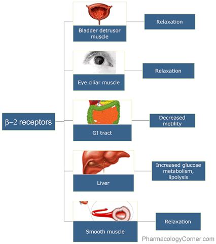 Beta adrenergic receptors | CME at Pharmacology Corner | Pharmacology ...