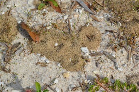 pyramid ants | Gardening in the Panhandle