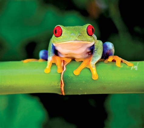 7 Awesome Frog Species of the Tropics | Britannica