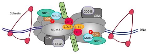 Dna Replication Fork Replisome