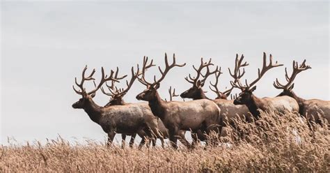 Types of Deer: A Deer Species List from Around the World - World Deer