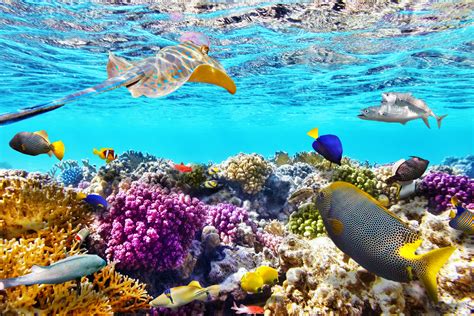 Cruise the Great Barrier Reef