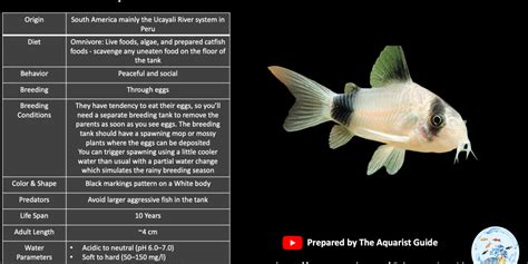 Panda Cory Catfish Fish Profile - The Aquarist Guide