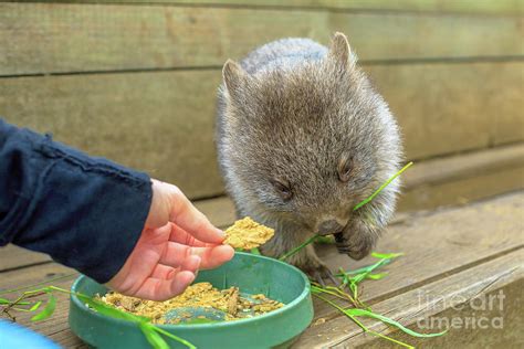 Baby Wombat feeding Photograph by Benny Marty