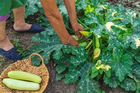 Zucchini Plant Spacing: A Guide for Bountiful Harvests