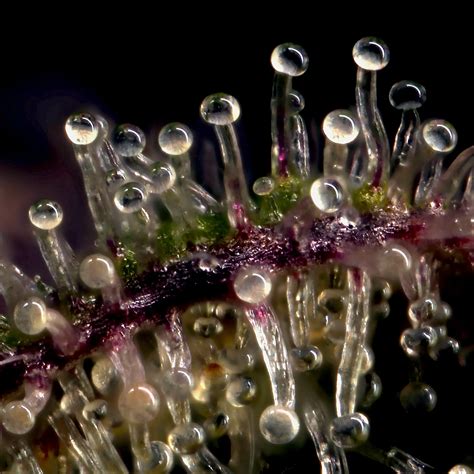 What Are Cannabis Trichomes? | Jointly