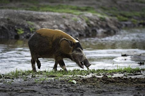 The Congo - Rainforest Wildlife of Africa's Hidden Heart - Naturetrek