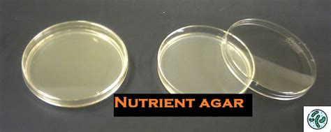 Nutrient Agar: Composition, Preparation and Uses - MyCulturemedia