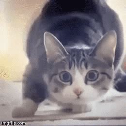 Wiggle GIF - Find & Share on GIPHY