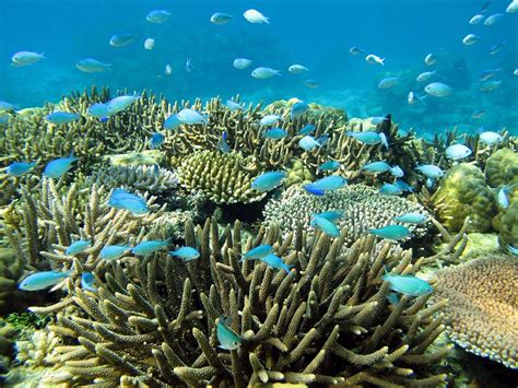 21 amazing shot of Rainbow Reef in Fiji