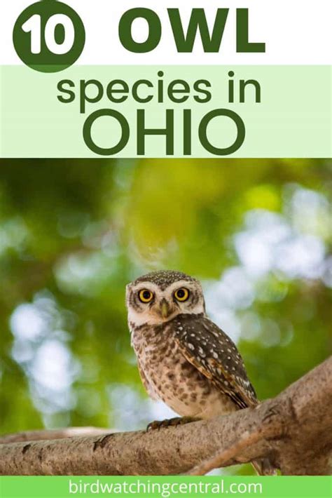 10 Owls in Ohio - Birdwatching Central