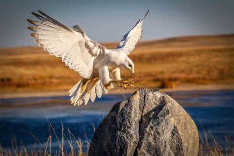 Gyrfalcon | Audubon Field Guide