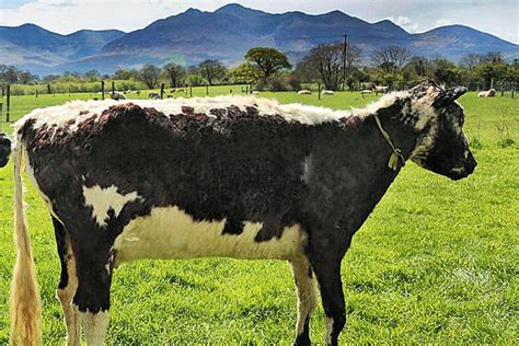 'Mooving' Tributes Paid After Jenny, Ireland’s Oldest Cow, Passes Away ...