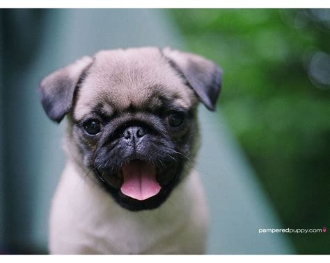 Cute Baby Pug - wallpaper. | Baby pugs, Cute pug puppies, Puppy dog ...