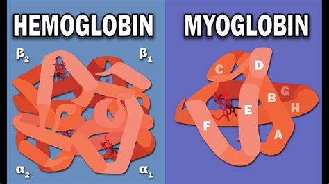 HEMOGLOBIN AND MYOGLOBIN BIOCHEMISTRY - YouTube