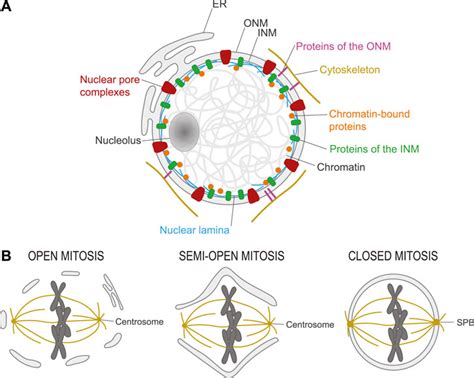 Nuclear Envelope Mitosis