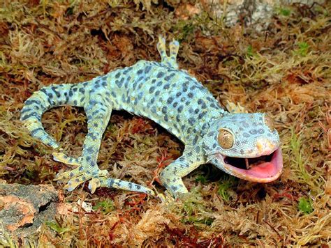 10 Terrific Tokay Gecko Morphs - ReptileWorldFacts