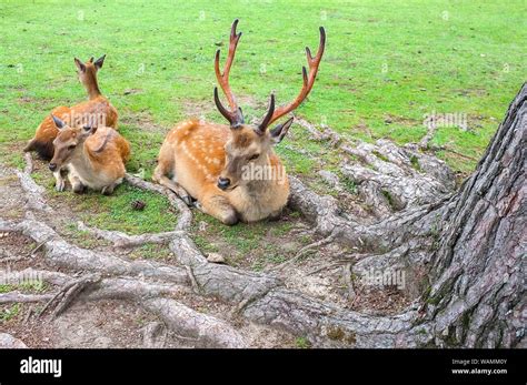 The sacred deer of Nara, Nara-Shi in Japan. The deer are sika deer ...