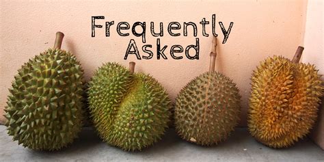 The Durian Trail Life (Travel Hacks & Tips) - Year of the Durian