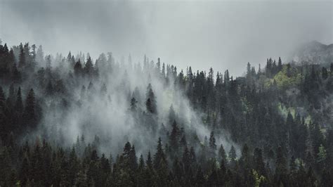 23 Foggy Forest Wallpapers - Wallpaperboat