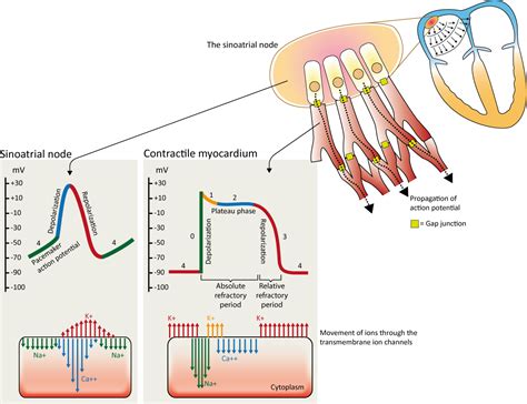 Cardiac electrophysiology: Action potential, automaticity and vectors ...