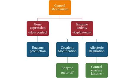 Enzyme Regulation - YouTube