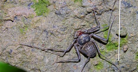 Variety of Life: Amblypygi