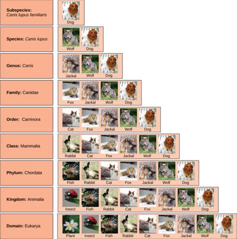 6.3: The Levels of Classification - Biology LibreTexts