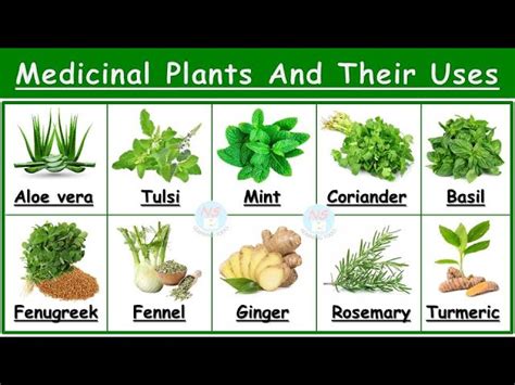 Medicinal Plants Names And Pictures | edu.svet.gob.gt