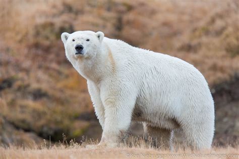 Polar Bear | Arctic National Wildlife Refuge, Alaska. | Photos by Ron ...