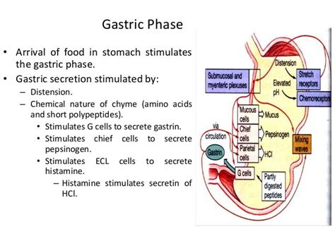 Digestive system (Digestive juice)/Function/Composition