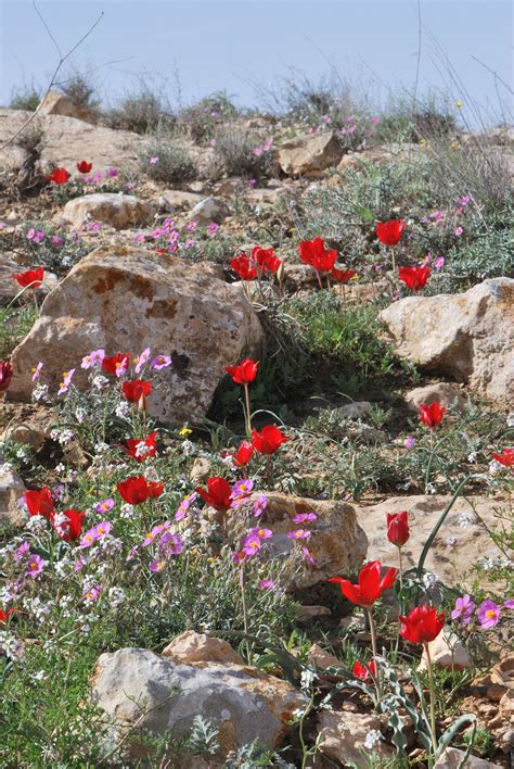 Spring blooms in the Negev, including Tulipa systola, Helianthemum ...